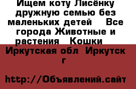 Ищем коту Лисёнку дружную семью без маленьких детей  - Все города Животные и растения » Кошки   . Иркутская обл.,Иркутск г.